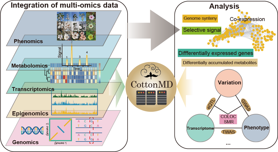 a pan-genome-based multiomics database for cotton biological