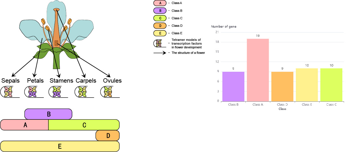 ABCDE Model